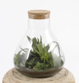 KantoormeubelenPlus Emily Terrarium of Voorraadpot - H32 x Ø29,5 cm - Gerecycled Glas - Transparant