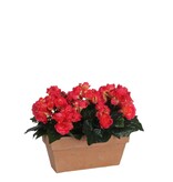 KantoormeubelenPlus Begonia Kunstplant in Balkonbak Slate - L29 x B13 x H25 cm - Donkerroze
