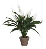 KantoormeubelenPlus Spathiphyllum Kunstplant in Bloempot Stan - H50 x Ø40 cm - Wit