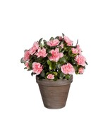 KantoormeubelenPlus Azalea Kunstplant in Bloempot Stan - H31 x Ø26 cm - Perzik