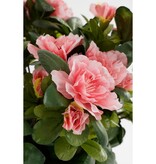 KantoormeubelenPlus Azalea Kunstplant in Bloempot Stan - H31 x Ø26 cm - Perzik