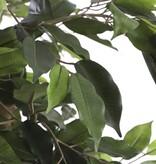 KantoormeubelenPlus Ficus Kunstplant - H210 x Ø100 cm - groen