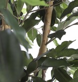KantoormeubelenPlus Ficus Kunstplant - H210 x Ø100 cm - groen