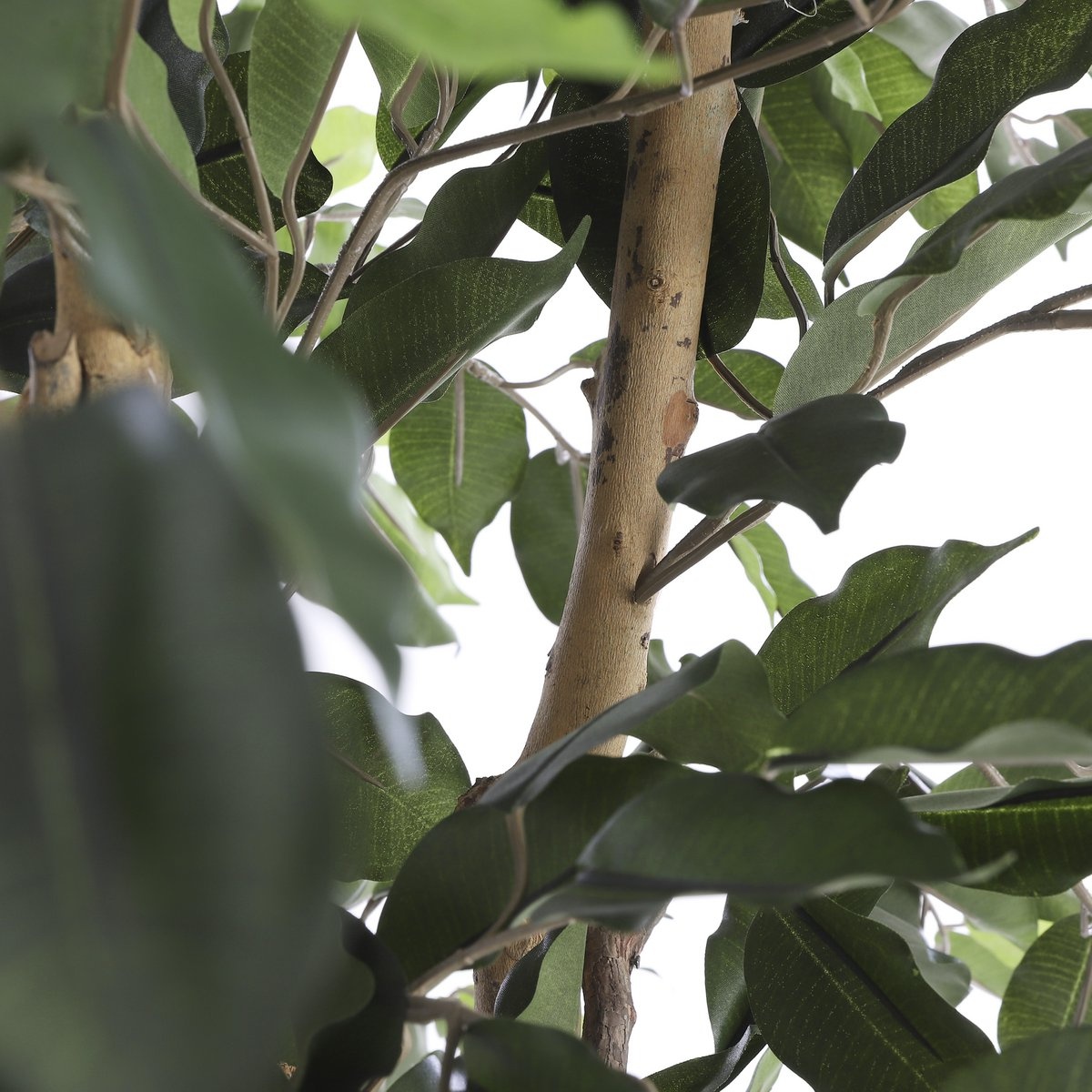 KantoormeubelenPlus Ficus Kunstplant - H210 x Ø100 cm - groen