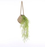 KantoormeubelenPlus Anne Hangende Mand voor Planten - Set van 2 - H20 x Ø25 cm - Zeegras - Lichtbruin