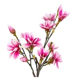 Magnoliaboom - Groen, Roze