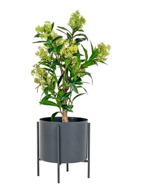 KantoormeubelenPlus Skimmia Boom - Groen