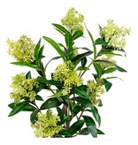 KantoormeubelenPlus Skimmia Boom - Groen