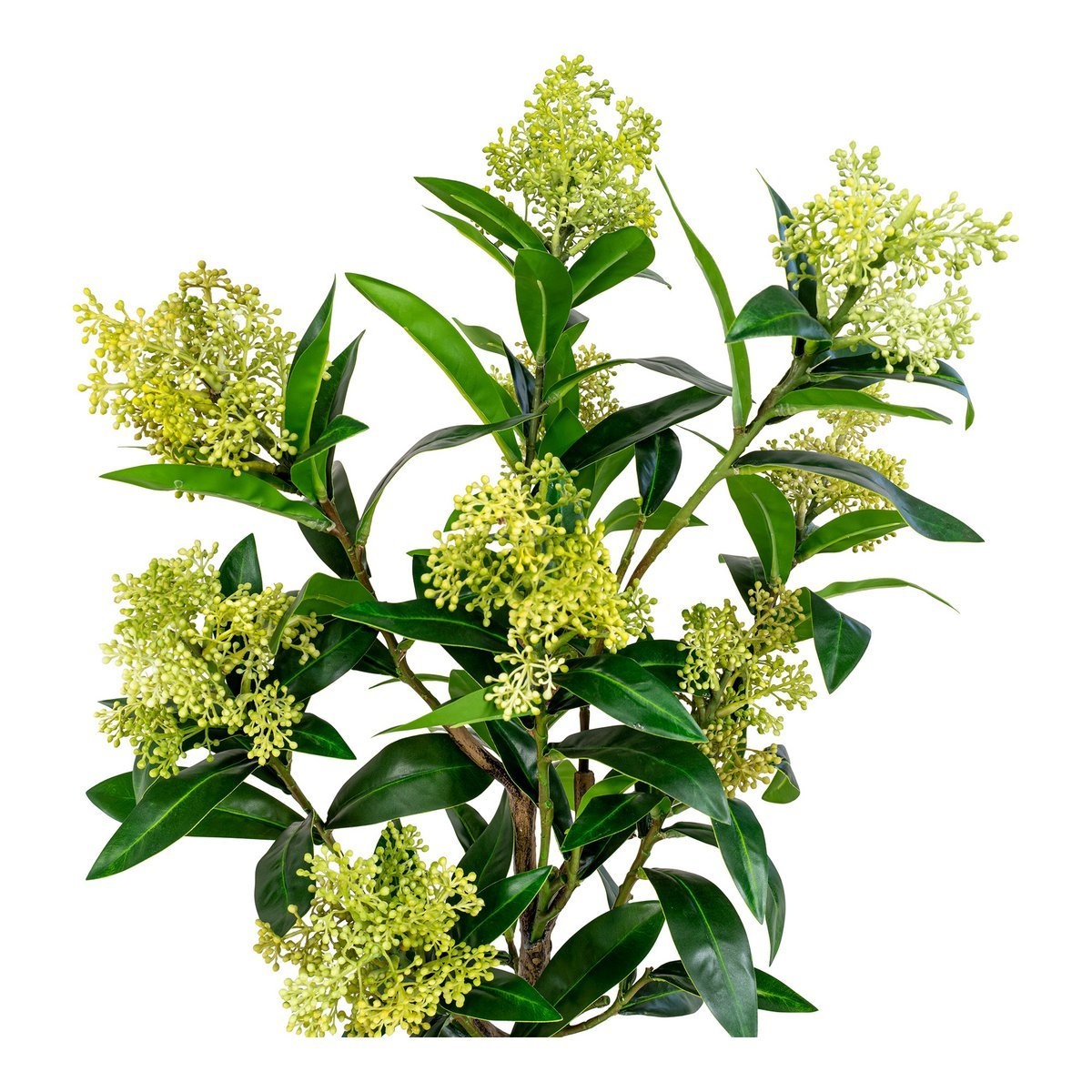 KantoormeubelenPlus Skimmia Boom - Groen