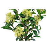 KantoormeubelenPlus Skimmia Boom - Groen