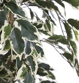 KantoormeubelenPlus Ficus Kunstplant - H110 x Ø70 cm - Groen Bont