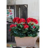 KantoormeubelenPlus Geranium Kunstplant in Balkonbak - L29 x B13 x H40 cm - Rood