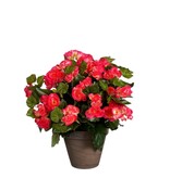 KantoormeubelenPlus Begonia Kunstplant in Bloempot Stan - H37 x Ø36 cm - Donkerroze