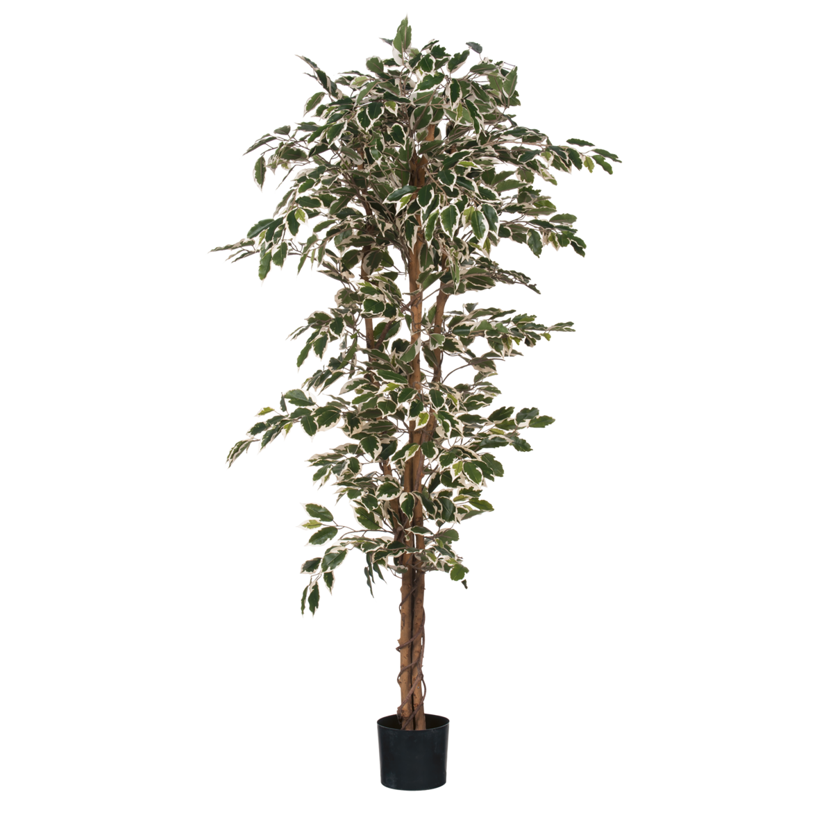 KantoormeubelenPlus Ficus Kunstplant - H180 x Ø90 cm - Groen Bont