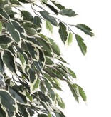 KantoormeubelenPlus Ficus Kunstplant - H180 x Ø90 cm - Groen Bont