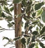 KantoormeubelenPlus Ficus Kunstplant - H180 x Ø90 cm - Groen Bont