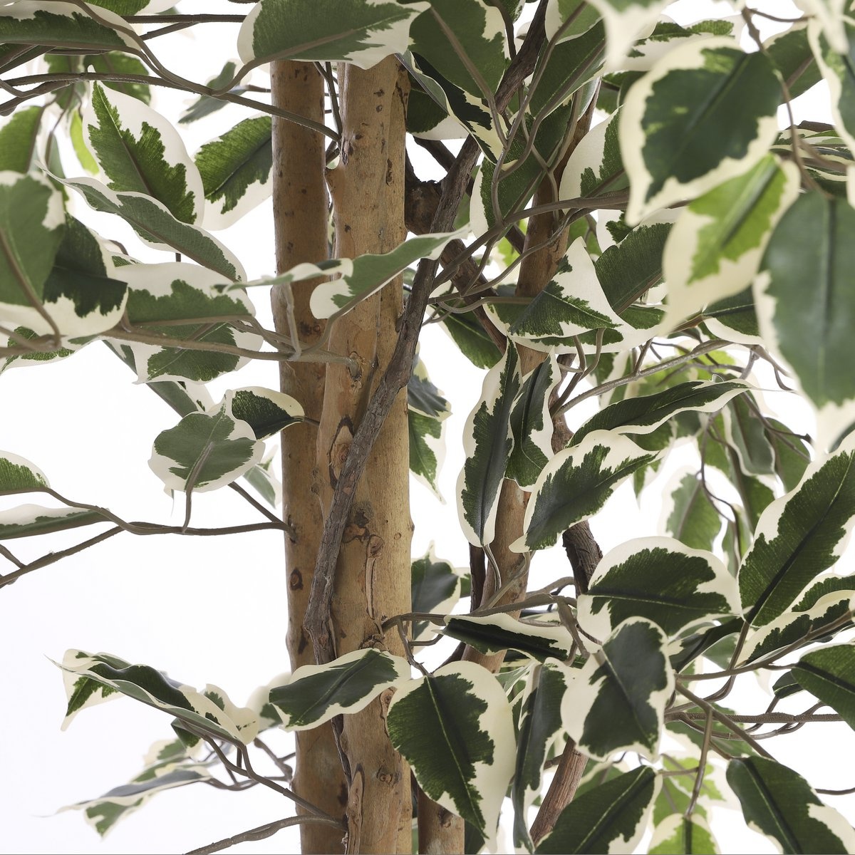 KantoormeubelenPlus Ficus Kunstplant - H180 x Ø90 cm - Groen Bont