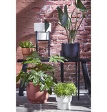 KantoormeubelenPlus Ascot Plantenstandaard XL - L41,5 x B41,5 x H50 cm - Metaal - Zwart