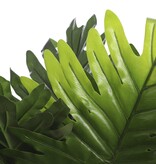 KantoormeubelenPlus Philodendron Kunstplant - H60 x Ø80 cm - Groen