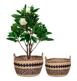 KantoormeubelenPlus Teba Manden -