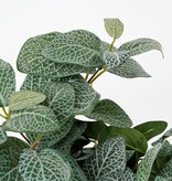 KantoormeubelenPlus Fittonia Kunst Hangplant - L15 x B20 x H54 cm - Groen