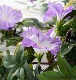 KantoormeubelenPlus Petunia Kunst Hangplant - H80 x Ø20 cm - Lichtpaars