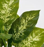 KantoormeubelenPlus Dieffenbachia Kunstplant in Bloempot Stan - H40 x Ø30 cm - Groen