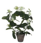 KantoormeubelenPlus Stephanotis Kunstplant in Bloempot Stan - H50 x Ø40 cm - Wit