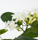 KantoormeubelenPlus Stephanotis Kunstplant in Bloempot Stan - H50 x Ø40 cm - Wit