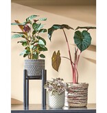 KantoormeubelenPlus Ascot Plantenstandaard - L14 x B14 x H25 cm - Metaal - Zwart