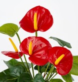 KantoormeubelenPlus Anthurium Kunstplant in Bloempot Stan - H38 x Ø30 cm - Rood