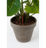 KantoormeubelenPlus Anthurium Kunstplant in Bloempot Stan - H38 x Ø30 cm - Rood