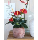 KantoormeubelenPlus Anthurium Kunstplant in Bloempot Stan - H38 x Ø30 cm - Rood