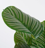KantoormeubelenPlus Calathea Orbifolia Kunstplant - H90 x Ø60 cm - Groen