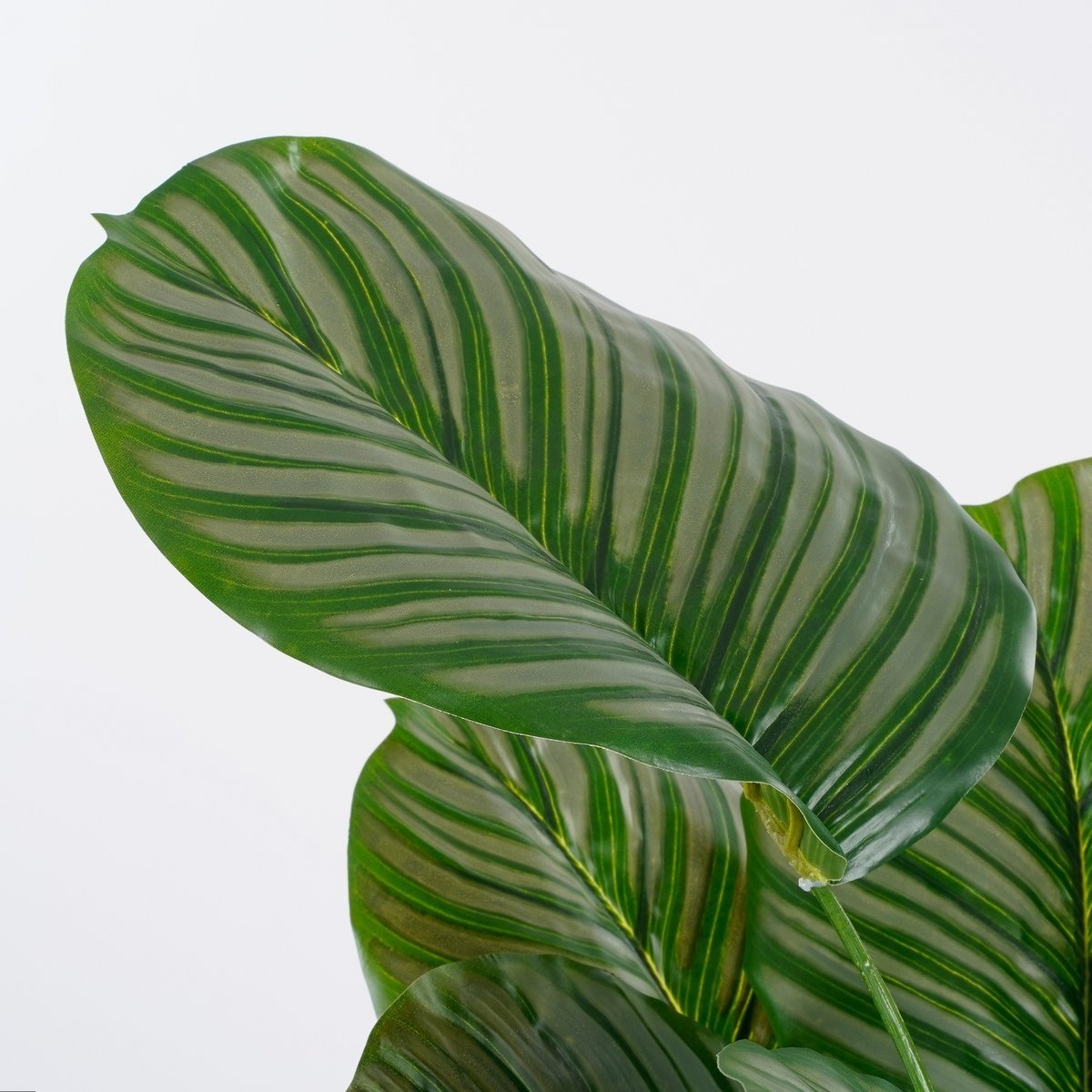 KantoormeubelenPlus Calathea Orbifolia Kunstplant - H90 x Ø60 cm - Groen