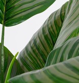 KantoormeubelenPlus Calathea Orbifolia Kunstplant - H90 x Ø60 cm - Groen
