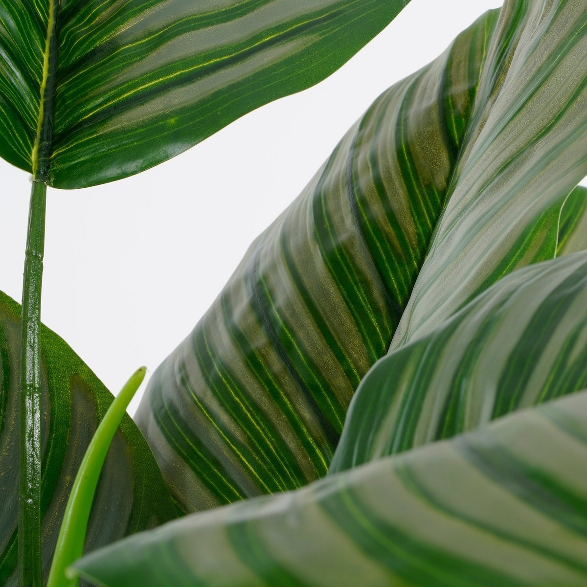 KantoormeubelenPlus Calathea Orbifolia Kunstplant - H90 x Ø60 cm - Groen