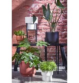 KantoormeubelenPlus Ascot Plantenstandaard XL - L34 x B34 x H49,5 cm - Metaal - Zwart