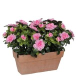 KantoormeubelenPlus Azalea Kunstplant in Balkonbak Slate - L29 x B13 x H27 cm - Roze