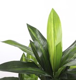 KantoormeubelenPlus Dracaena Kunstplant - H110 x Ø60 cm
