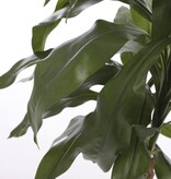 KantoormeubelenPlus Dracaena Kunstplant - H100 x Ø70 cm