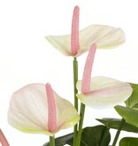 KantoormeubelenPlus Anthurium Kunstplant in Bloempot Stan - H40 x Ø30 cm - Lichtroze