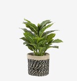 KantoormeubelenPlus Evergreen Kunstplant in Bloempot Stan - H49 x Ø40 cm - Groen