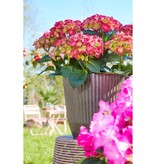 KantoormeubelenPlus Rio Bloempot voor Buiten - H40,5 x Ø45 cm - Donkergrijs