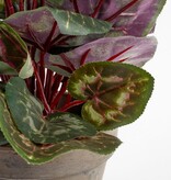 KantoormeubelenPlus Cyclaam Kunstplant in Bloempot Stan - H30 x Ø30 cm - Rood