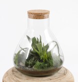 KantoormeubelenPlus Emily Terrarium of Voorraadpot - H24,5 x Ø22,5 cm - Gerecycled Glas - Transparant
