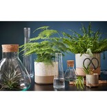 KantoormeubelenPlus Emily Terrarium of Voorraadpot - H24,5 x Ø22,5 cm - Gerecycled Glas - Transparant