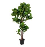 Fiddle Leaf Tree