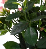 KantoormeubelenPlus Rozenstruik Kunstplant in Bloempot Stan - H33 x Ø25 cm - Roze