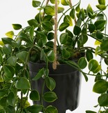 KantoormeubelenPlus Ficus Kunst Hangplant in Pot - H46 x Ø20 cm - Groen